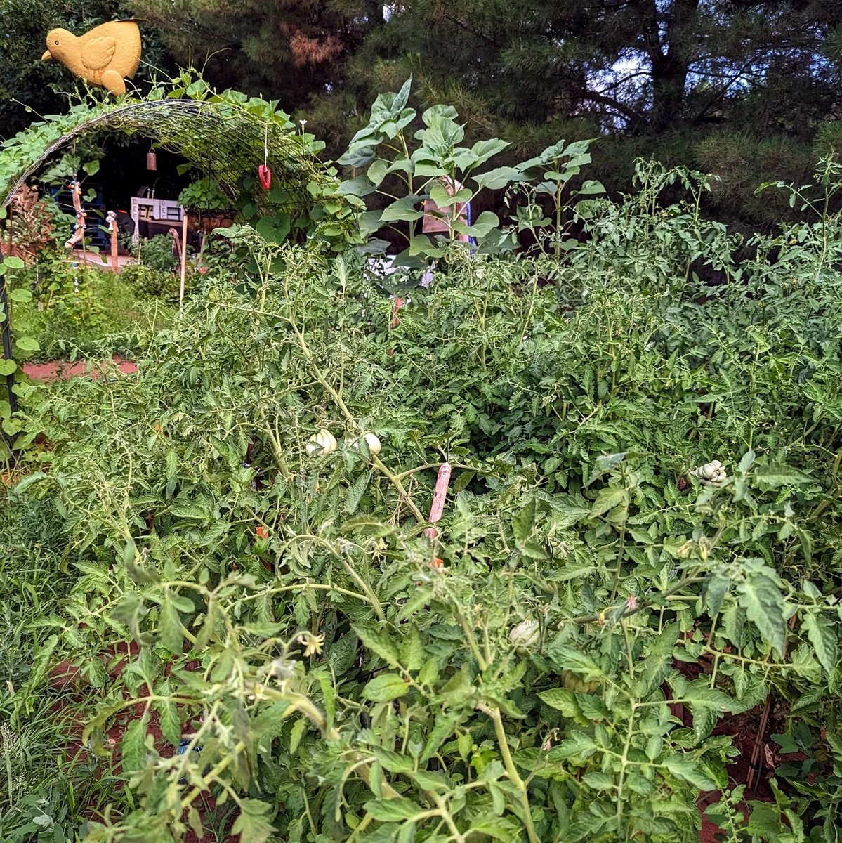 Our 2024 Garden Loaded with Fresh, Organic Produce